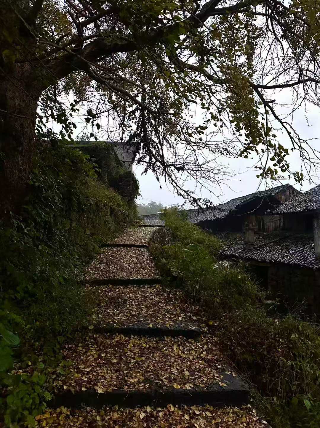 四明山的秋天